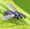 Wagneria gagatea